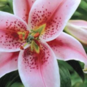 Meet your Posher, Debra